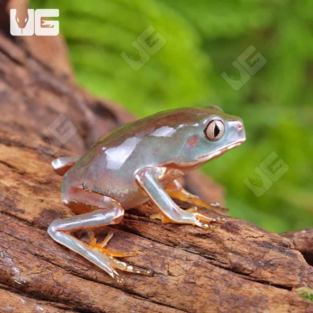 Baby Giant Waxy Monkey Tree Frog - Image 4