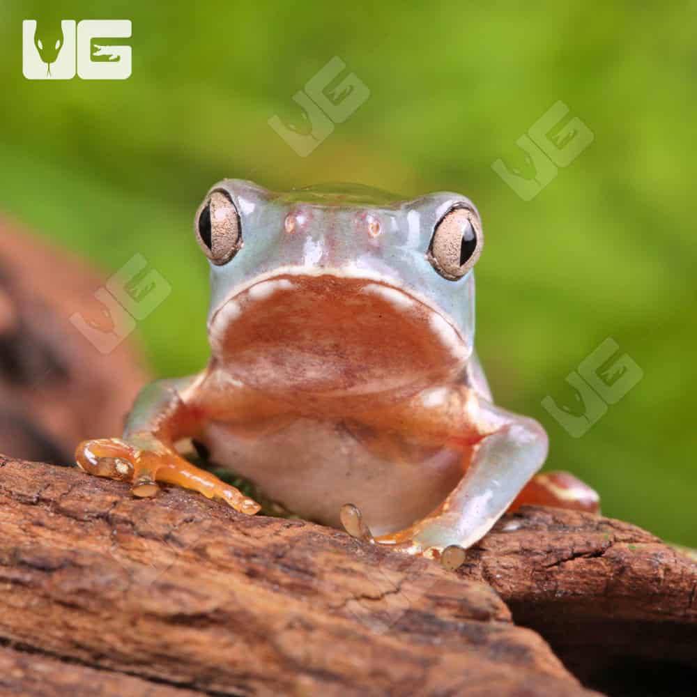 Baby Giant Waxy Monkey Tree Frog - Image 2