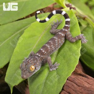 C.B. Baby Green Codom Tokay Gecko | Green Codom Gecko