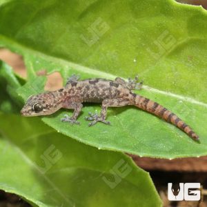 C.B. Baby Lined Day Gecko | Buy C.B. Lined Day Gecko Online