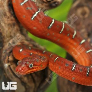C.B. Baby Red Emerald Tree Boa