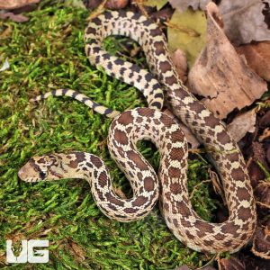 C.B. Baby Sonoran Gopher Snake | Gopher Snake For Sale