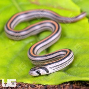 C.B. Baby Striped Kukri Snake | Striped Kukri Snake For Sale