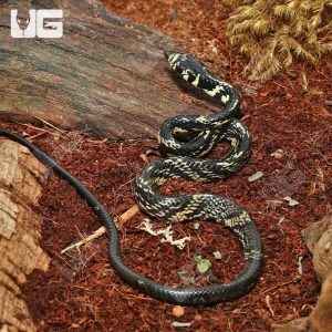 C.B. Baby Guyana Tiger Ratsnake | Guyana Tiger Ratsnake
