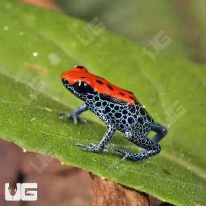 C.B. Red Backed Dart Frog | Buy C.B. Red Backed Dart Frog