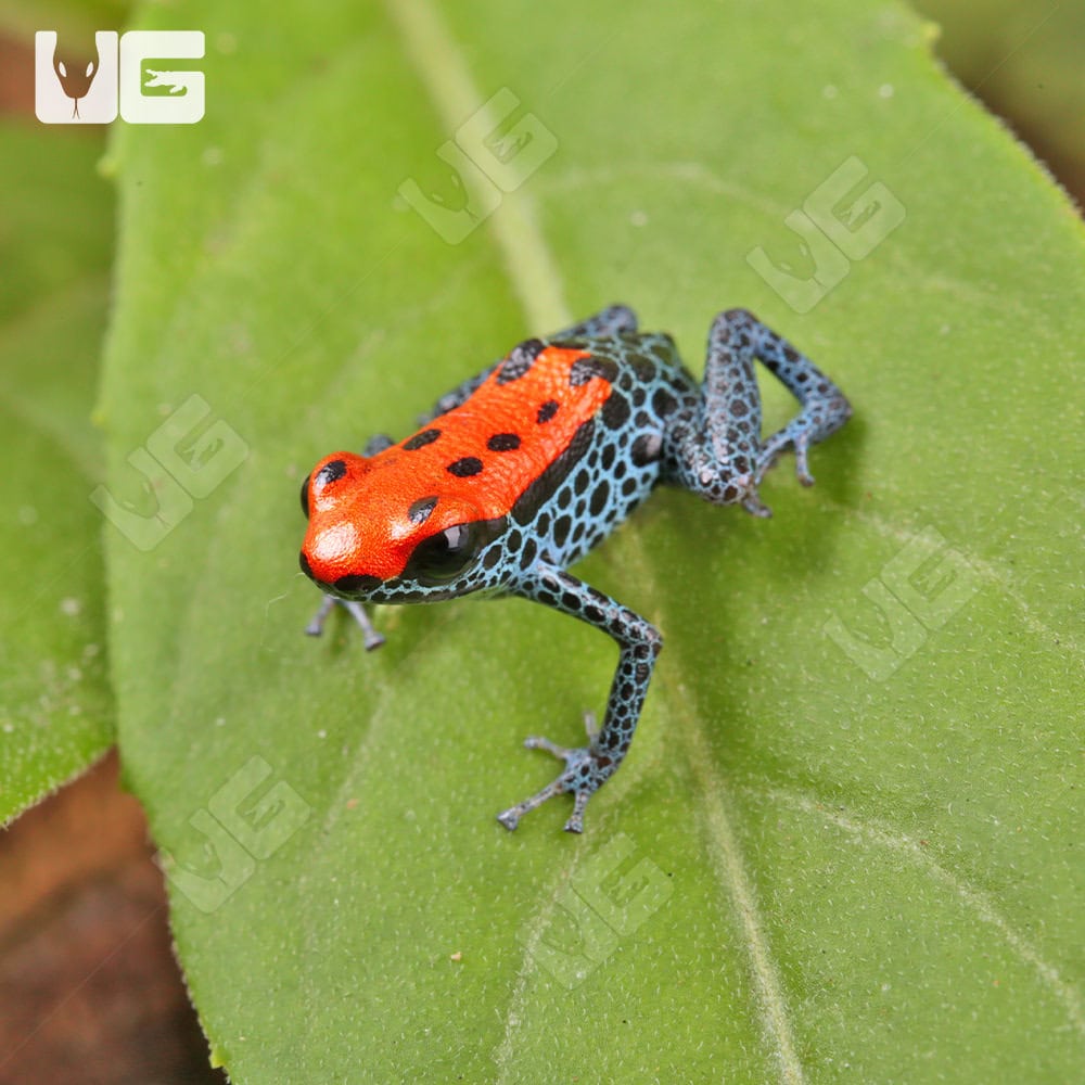 C.B. Red Backed Dart Frog - Image 2
