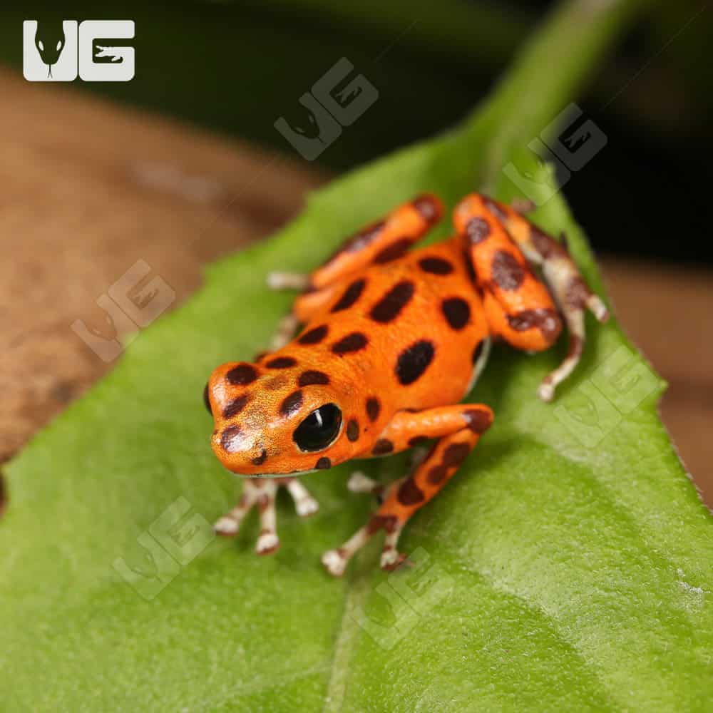 C.B. “Red Frog Beach” Dart Frog - Image 3