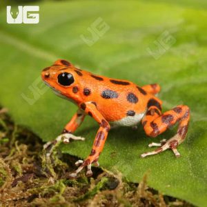 C.B. “Red Frog Beach” Dart Frog | Buy C.B. Red Dart Frog Beach