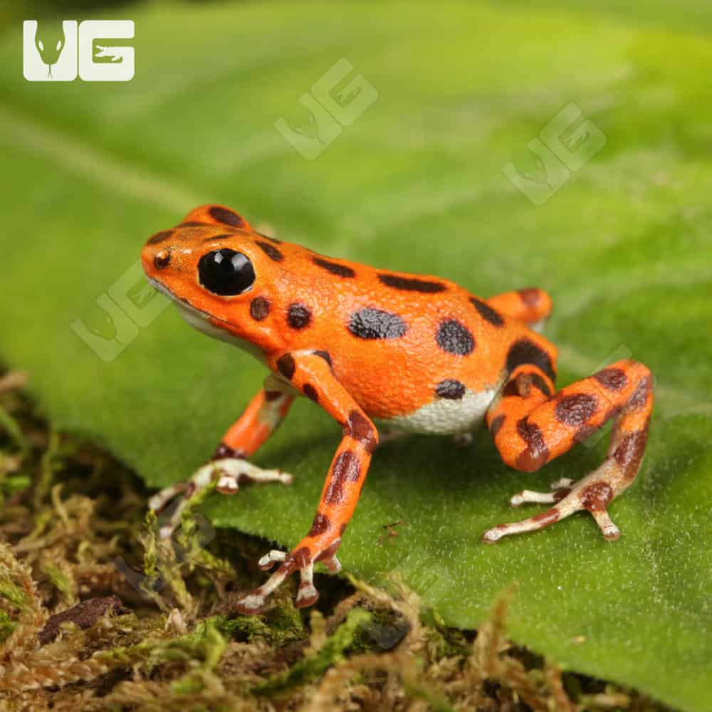 C.B. “Red Frog Beach” Dart Frog | Buy C.B. Red Dart Frog Beach
