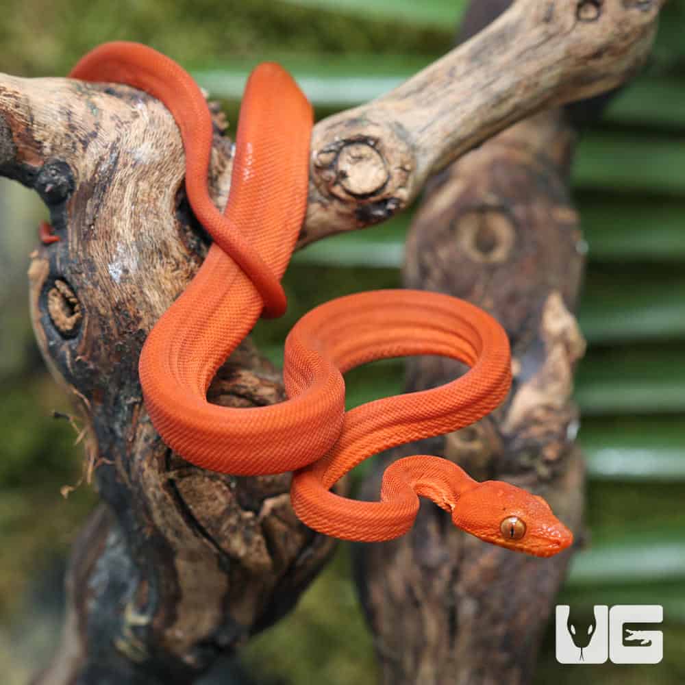 C.B. Baby Fire Red Colored Amazon Tree Boa #1 | Buy C.B. Baby Fire Red Colored Amazon Tree Boa #1 Online