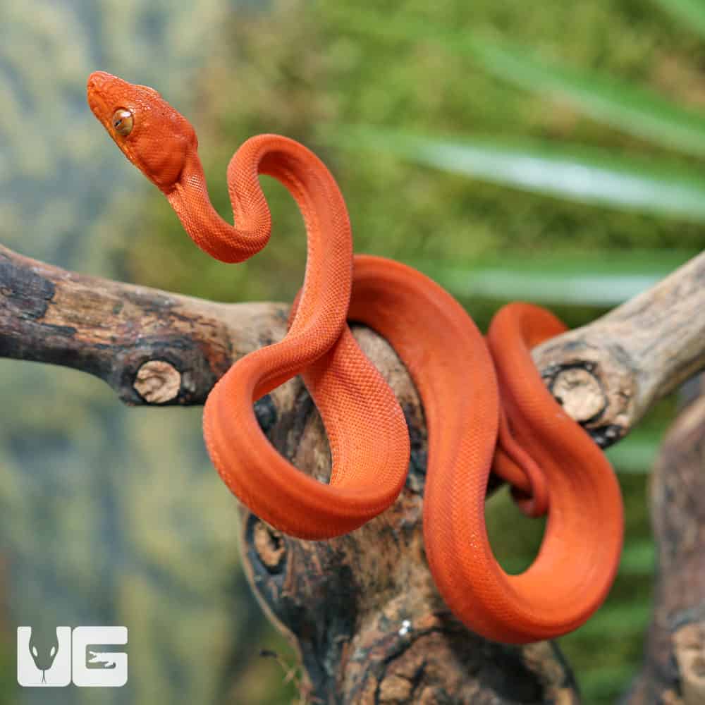 C.B. Baby Fire Red Colored Amazon Tree Boa #1 - Image 3