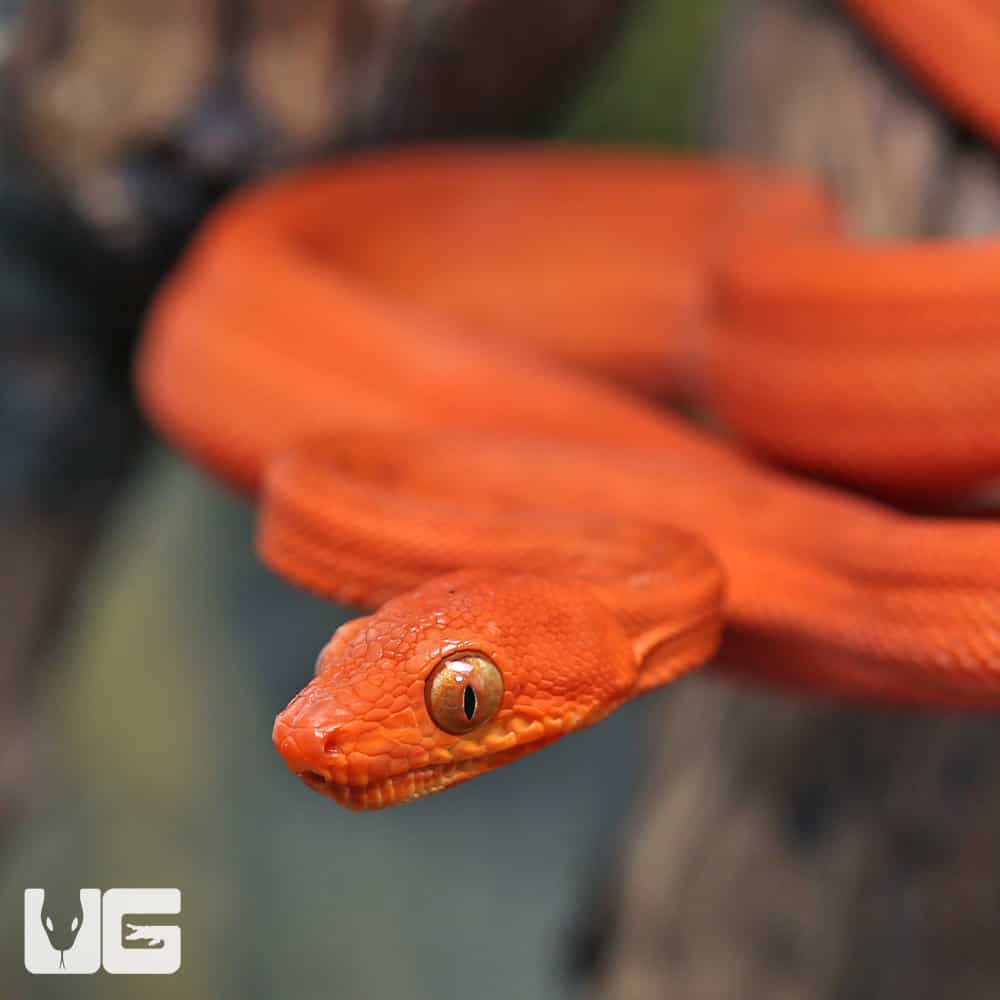 C.B. Baby Fire Red Colored Amazon Tree Boa #1 - Image 2