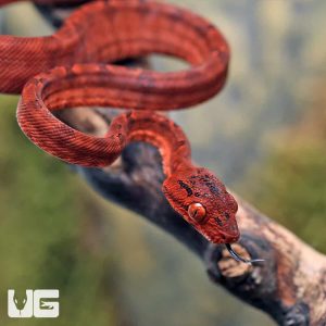 C.B. Baby Colored Amazon Tree Boa #2 | Buy C.B. Baby Colored Amazon Tree Boa #2 Online