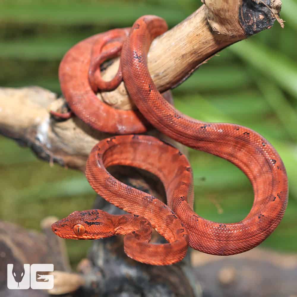 C.B. Baby Colored Amazon Tree Boa #2 - Image 2