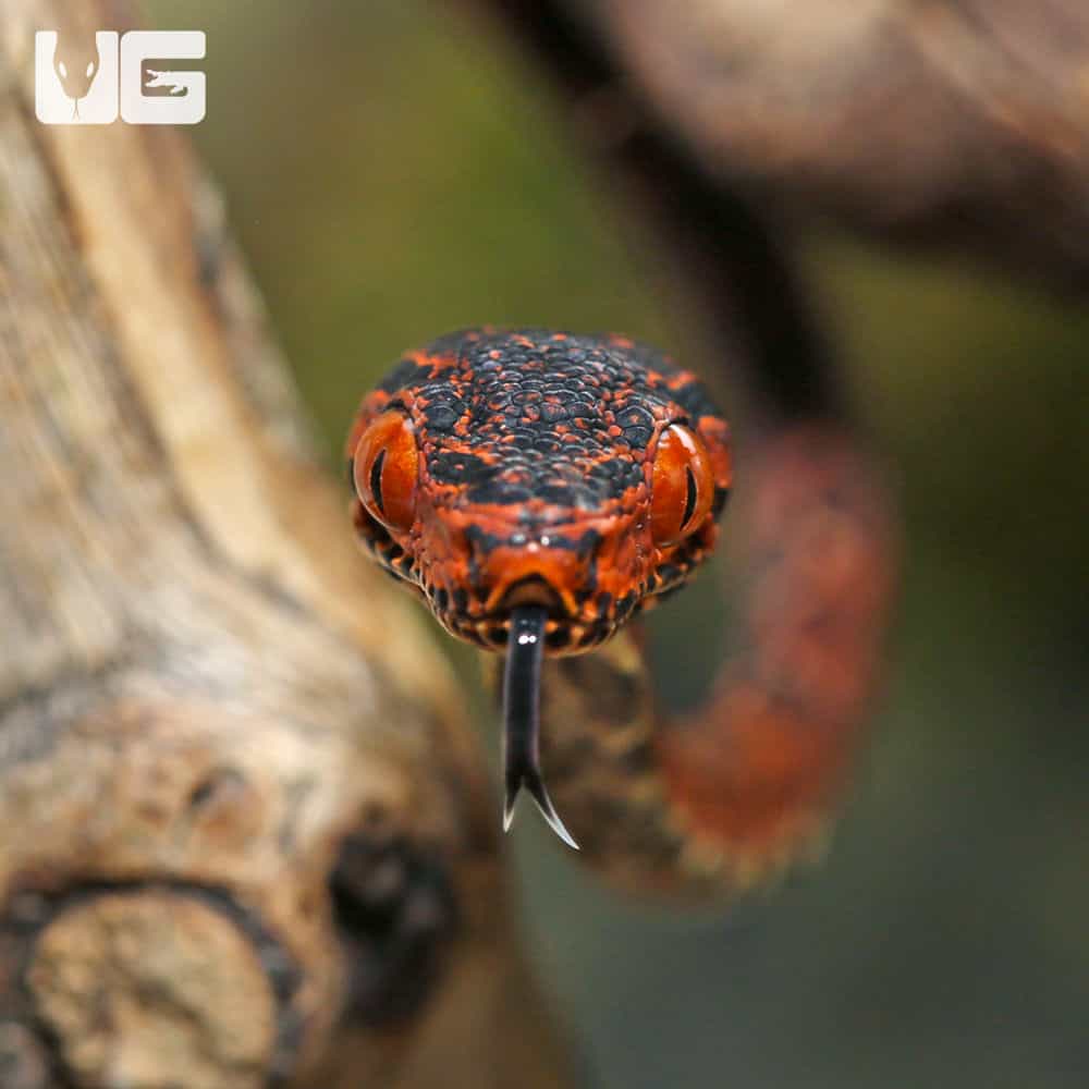 C.B. Baby Colored Amazon Tree Boa #3 - Image 2