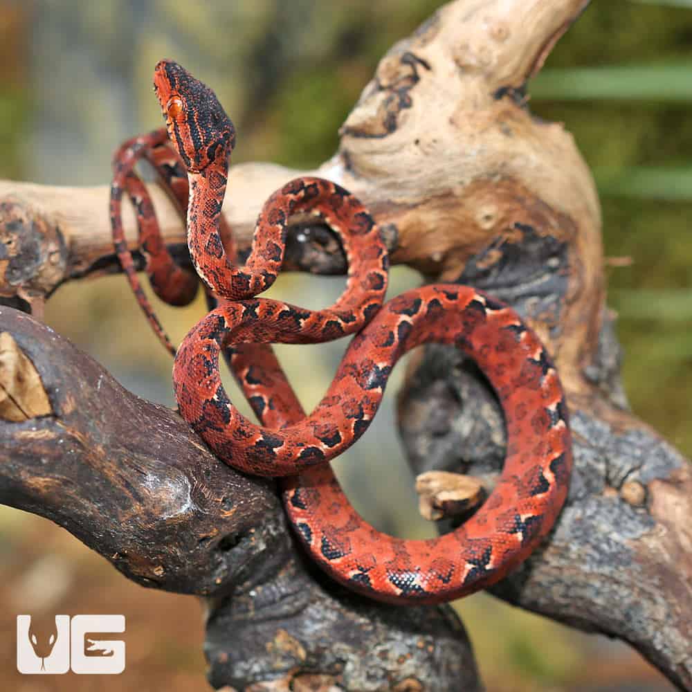 C.B. Baby Colored Amazon Tree Boa #3 | Amazon Tree Boa