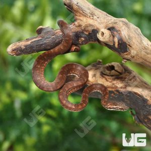 C.B. Baby Red Solomon Island Tree Boa | Buy C.B. Baby Red Solomon Island Tree Boa Online