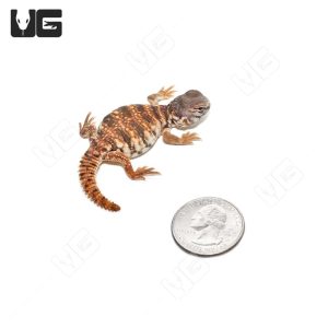 C.B. Baby Red Uromastyx | Buy C.B. Baby Red Uromastyx Online