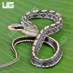 Baby Vietnamese Blue Beauty Ratsnake | Blue Beauty Ratsnake