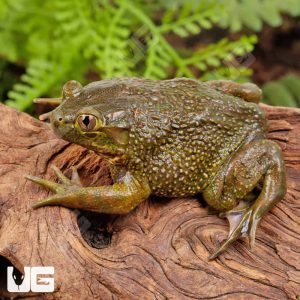 Chilean Wide Mouth Toad | Buy Chilean Wide Mouth Toad