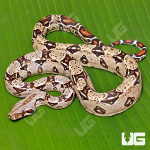 Female Double Het Sharp Albino Leopard Boa | Buy Female Double Het Sharp Albino Leopard Boa Online
