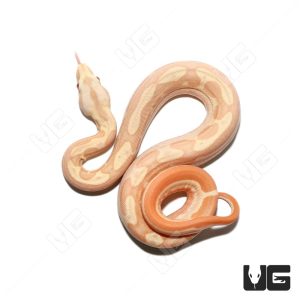 Female Albino Hypo Motley Het Anery Boa #10 | Buy Female Albino Hypo Motley Het Anery Boa #10 Online In USA