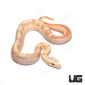 Female Albino Hypo Motley Het Anery Boa #11 | Buy Female Albino Hypo Motley Het Anery Boa #11 Online