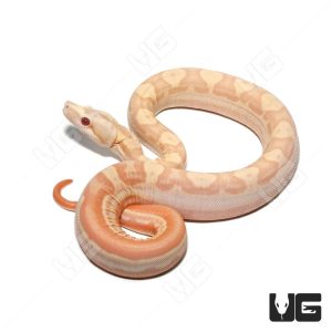 Female Albino Hypo Motley Het Anery Boa #12 | Buy Female Albino Hypo Motley Het Anery Boa #12 Online