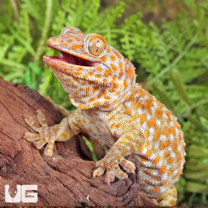 Female T- Albino Tokay Gecko | Buy Female T- Albino Tokay Gecko