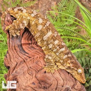 Female Pine Island Leachianus Gecko #10 | Leachianus Gecko