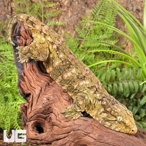 Female Pine Island Leachianus Gecko #4 | Female Leachianus Gecko