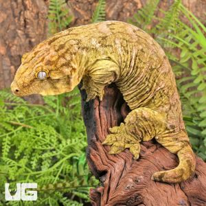 Female Pine Island Leachianus Gecko #5 | Buy Female Pine Island Leachianus Gecko #5 | Female Pine Island Leachianus Gecko #5 For Sale