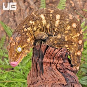 Female Pine Island Leachianus Gecko #7 | Leachianus Gecko