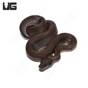 Female Super Motley Het Snow (Kahl/Anery Type 1) Boa #7 | Buy Female Super Motley Het Snow (Kahl/Anery Type 1) Boa #7