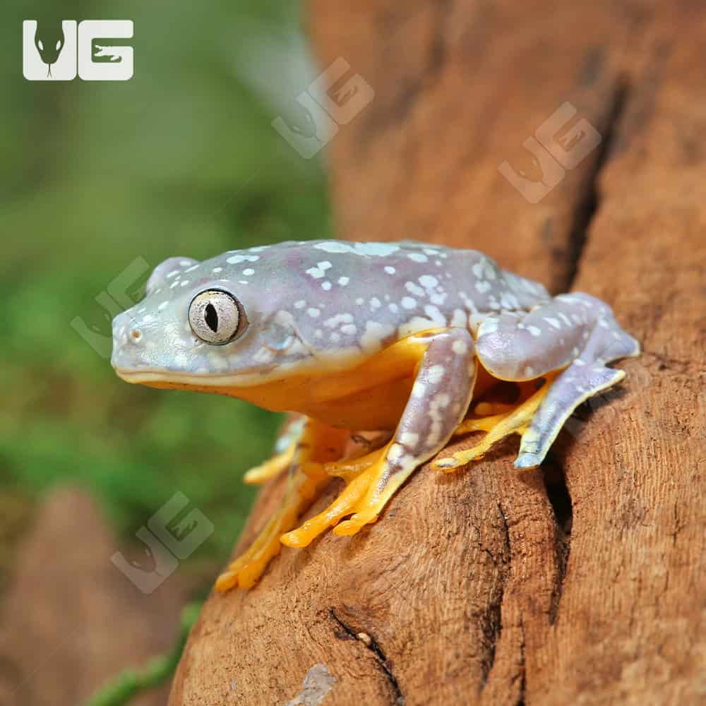 LIVE C.B. Adult Fringed Leaf Frog | Buy Fringed Leaf Frog
