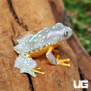 C.B. Fringed Leaf Frog | Buy Fringed Leaf Frog Online | C.B. Fringed Leaf Frog For Sale