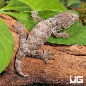GTA x Mt Khogis (Dark Morph) Leachianus Gecko | Buy GTA x Mt Khogis (Dark Morph) Leachianus Gecko Online