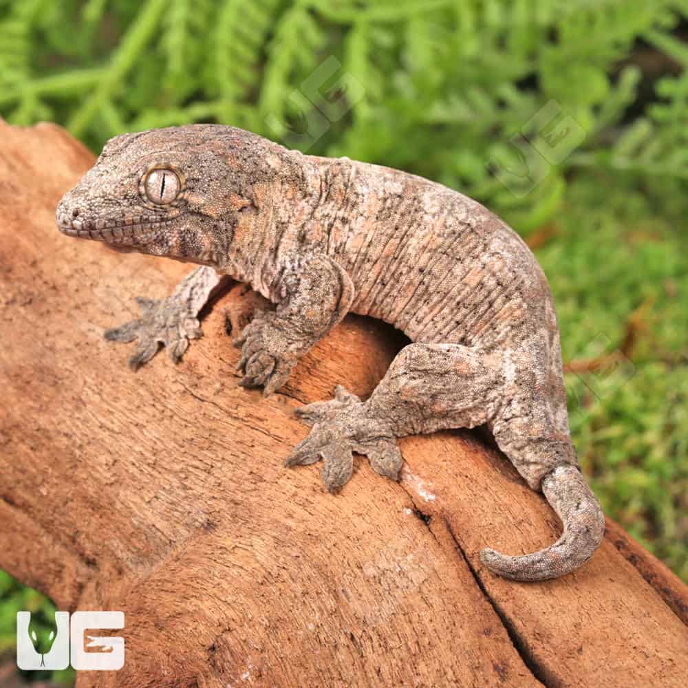 Baby GT x Yate x Mt. Khogis Leachianus Gecko | Buy Baby GT x Yate x Mt. Khogis Leachianus Gecko
