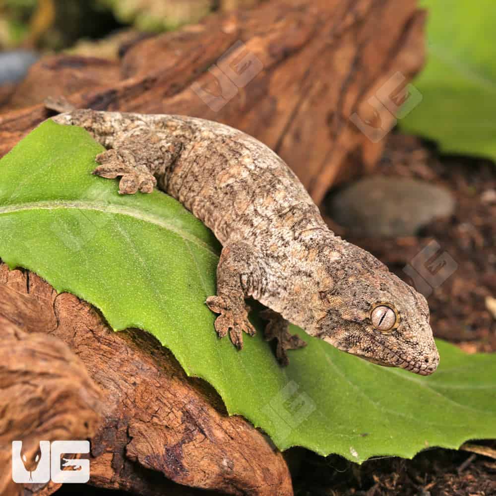 Baby GT x Yate x Mt. Khogis Leachianus Gecko - Image 2