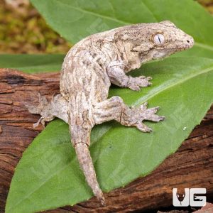 Baby GTX x Nu Ami Leachianus Gecko | Buy GTX x Nu Ami Gecko