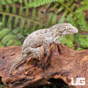 Baby Gran Terre Nu Ana Leachianus Gecko #1 | Buy Baby Gran Terre Nu Ana Leachianus Gecko #1
