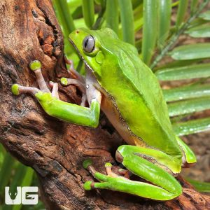 Giant Waxy Monkey Tree Frog | Buy Giant Waxy Monkey Tree Frog