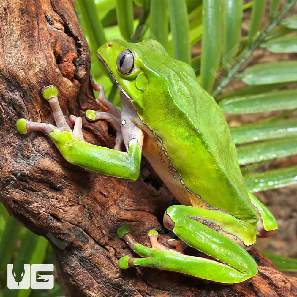 Giant Waxy Monkey Tree Frog | Buy Giant Waxy Monkey Tree Frog