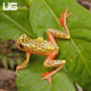 Giraffe Triangle Tree Frog | Buy Giraffe Triangle Tree Frog Online