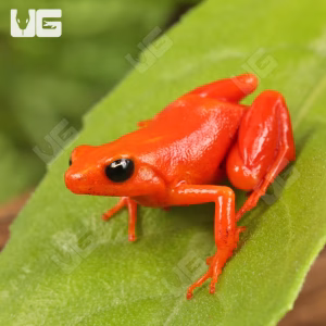Golden Mantella | Golden Mantella Frog For Sale | Where To Buy Golden Mantella Frog