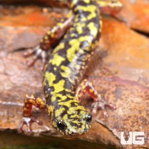Green Salamander | Green Salamander For Sale