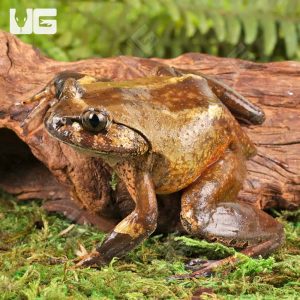 Hairy Frog | Buy Hairy Frog Online | Hairy Frog For Sale