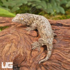 Baby High Pink Nu Ana Leachianus Gecko | Pink Nu Ana Gecko