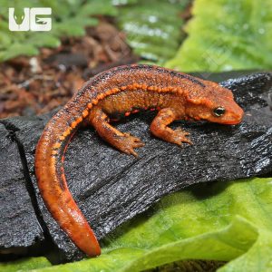 Hong Kong Warty Newt | Hong Kong Warty Newt For Sale