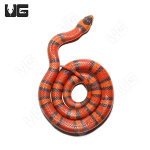 Baby Hypo Tangerine Het Albino Honduran Milksnake (#4) | Buy Baby Hypo Tangerine Het Albino Honduran Milksnake (#4) Online IN USA